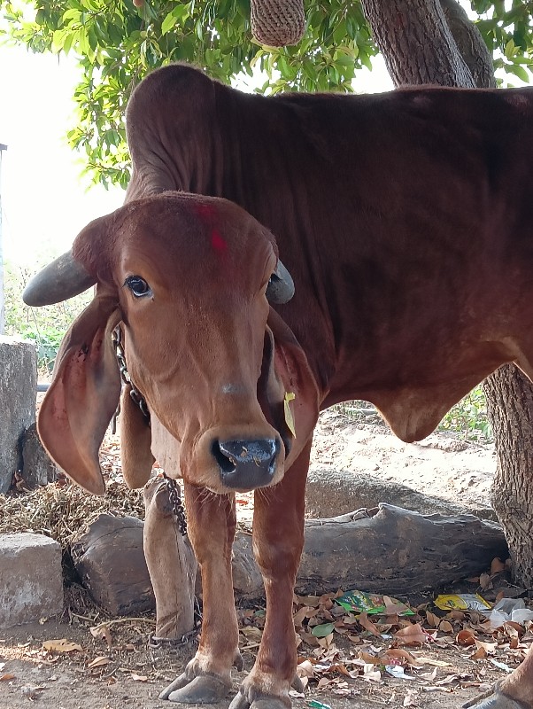 ગાય વેચવાની છે