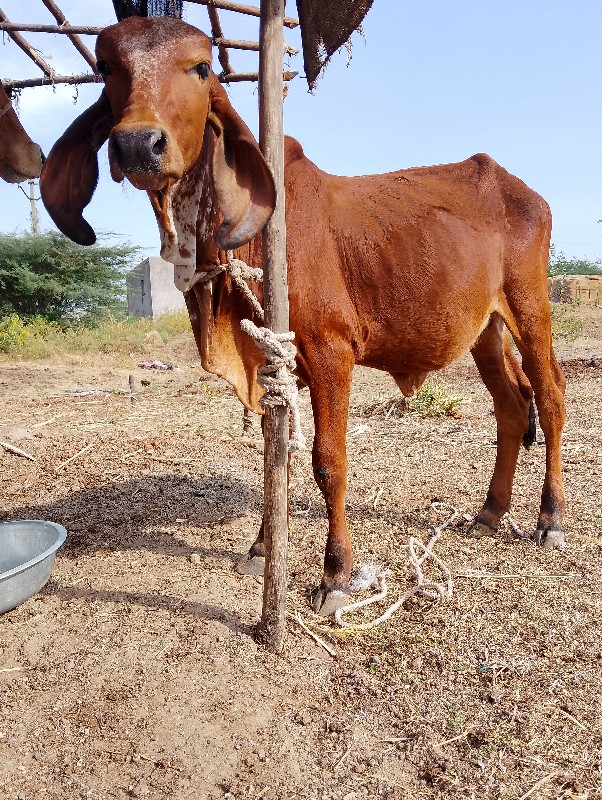 એક વર્ષ દિવસની