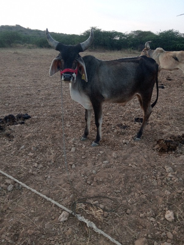 ગોધલા વેચવા ના...