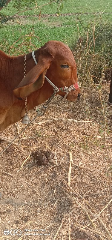 2વાસડી વેચવાની...