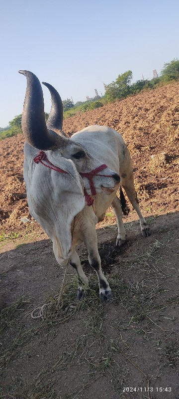 2 dharna chee