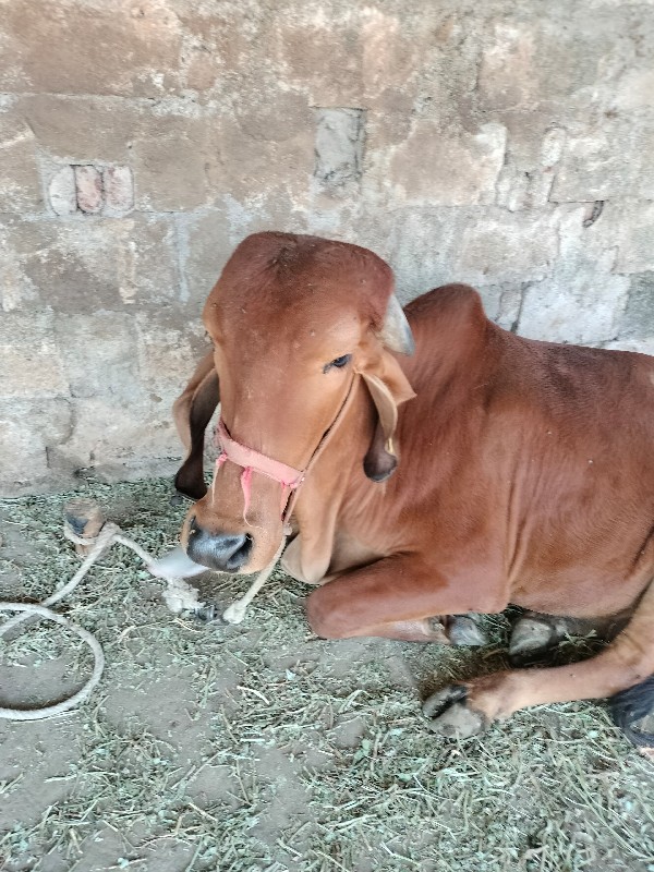 બદુડી ગીર