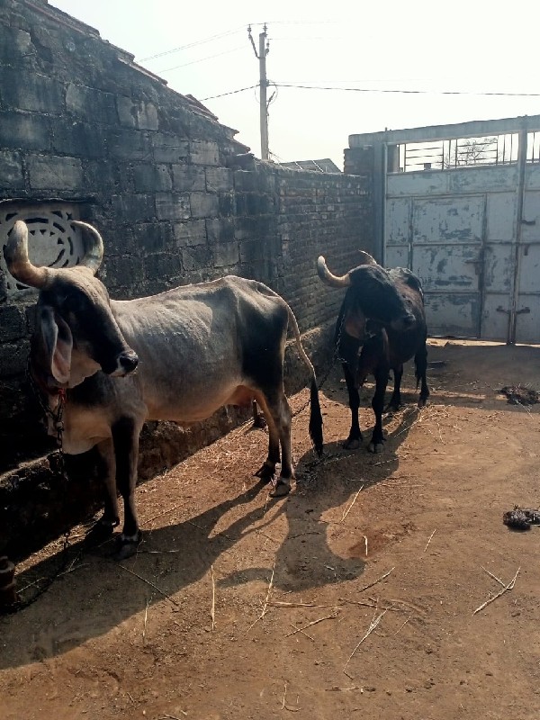 ગાય