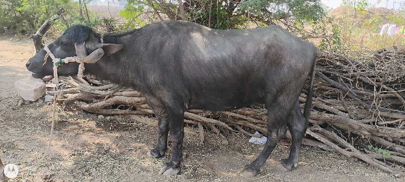 ખડેલુ વેચવાનુ છ...