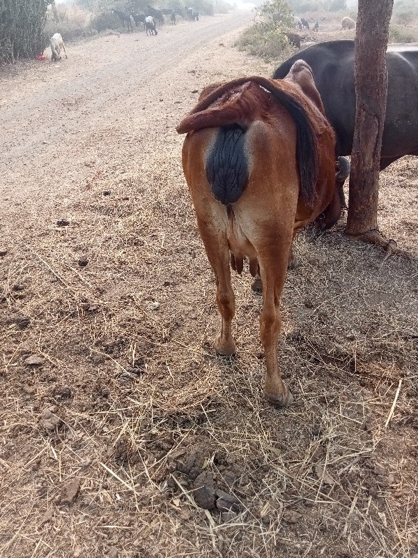 ગાય વેચાની છે