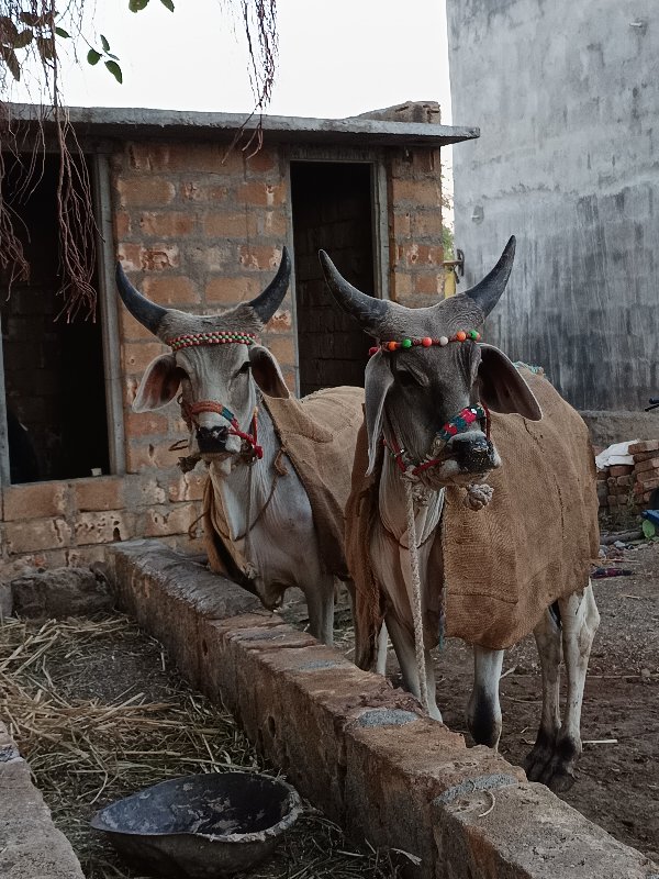 ગોઢલા વેચવાના છ...