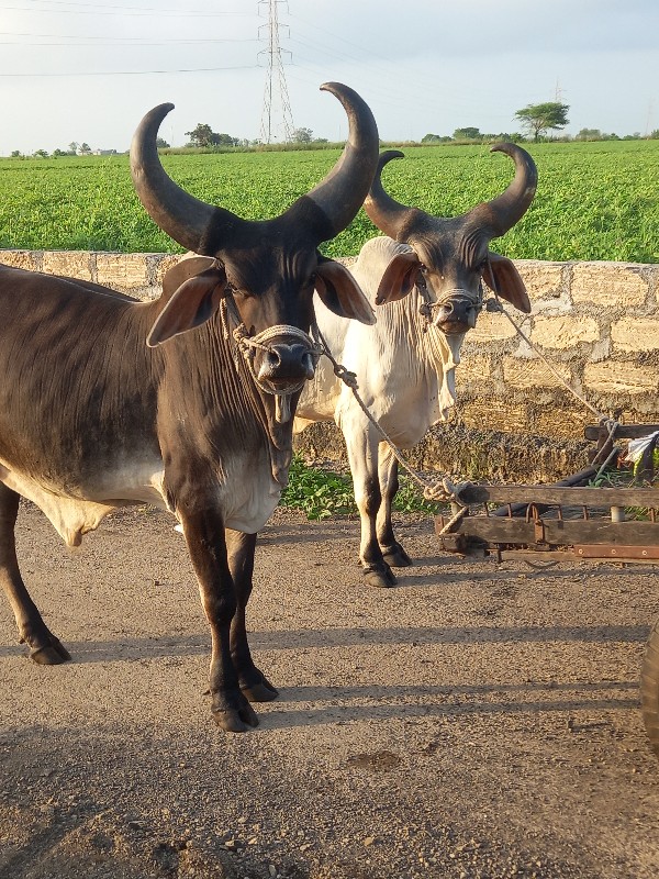 વેચવાના છે જવાબ...