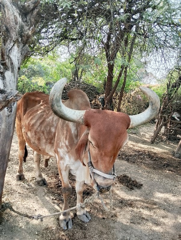 બળદ વેચવાનો છે