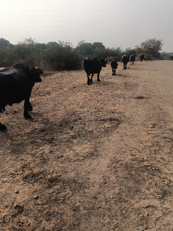 ચાર ભેશો છે વીય...