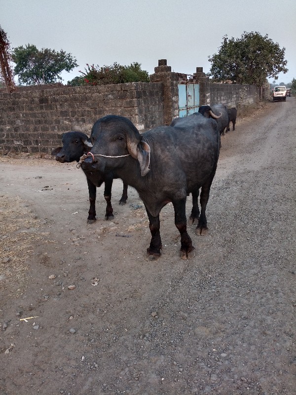 દાવ પાડો વેચવાન...