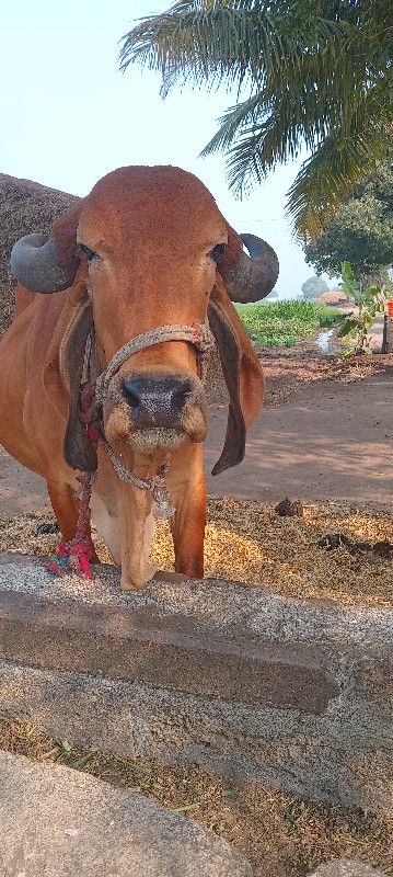 ગાય વેચવાની છે