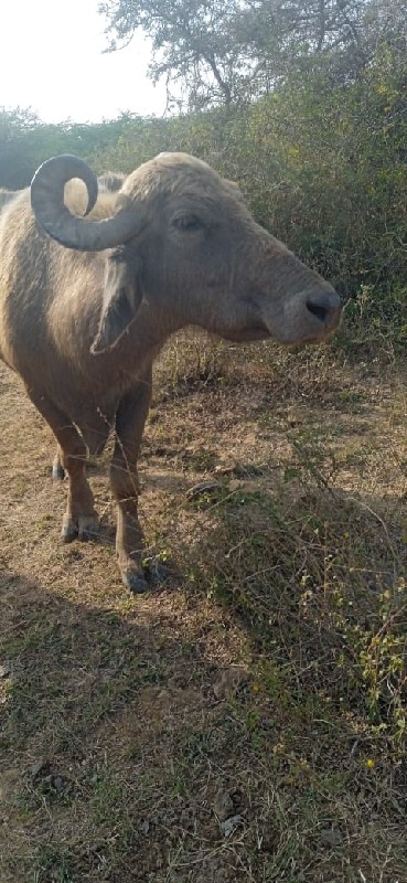 ભેંસ વેચવાની છે