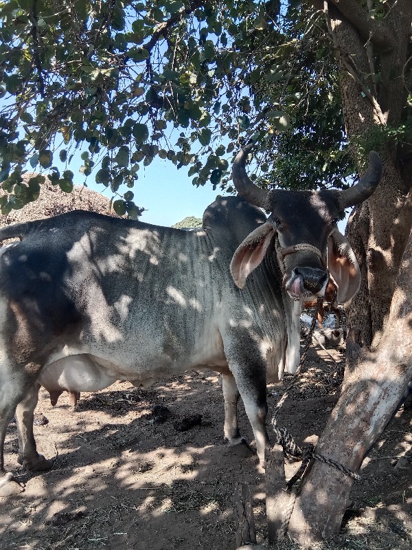 ગાય વેચવાની છે