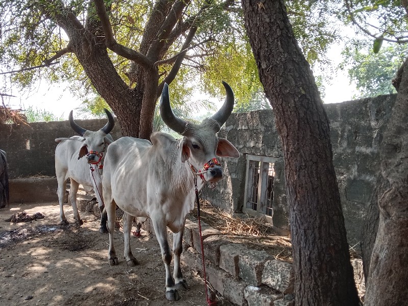 રાજુભાઈ  ઝાલા