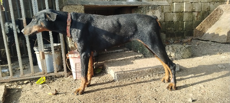 doberman kutri