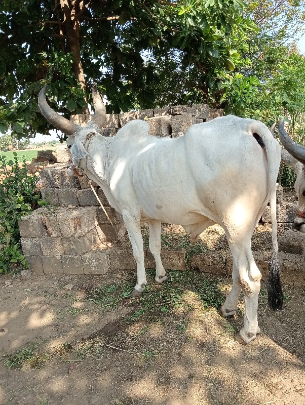 બળદ વેચવાનો છે