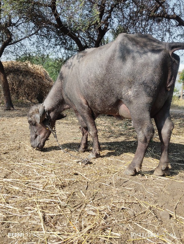 ત્રણ બેસ વેચવાન...