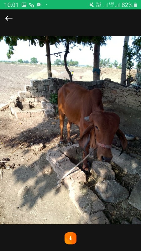 ગીર ગાય ની વાંસ...