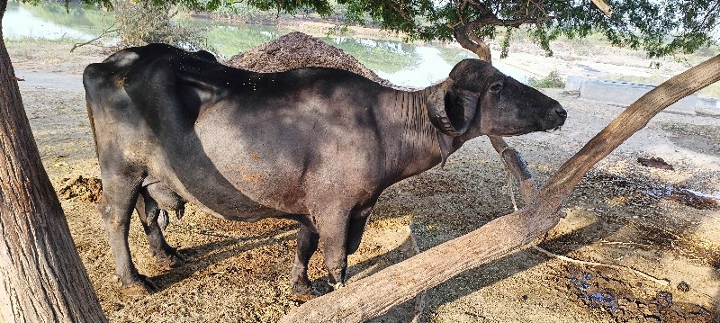 ભેંસ વેચવાની છે