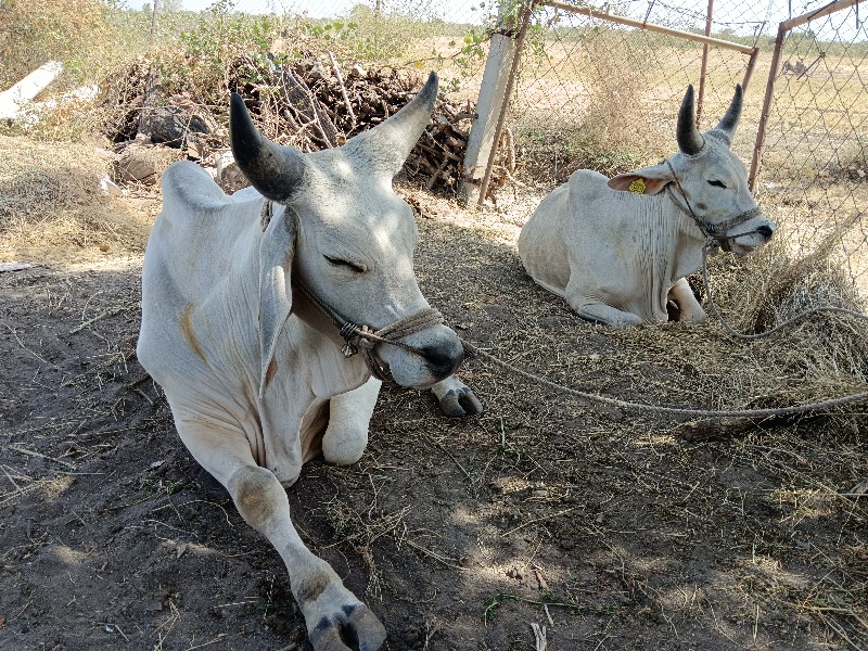 બળદ બૈ