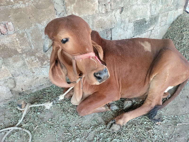 બદુડી ગીર