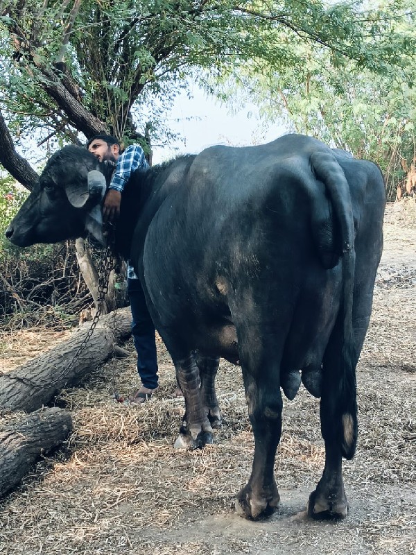 જાફરાબાદી