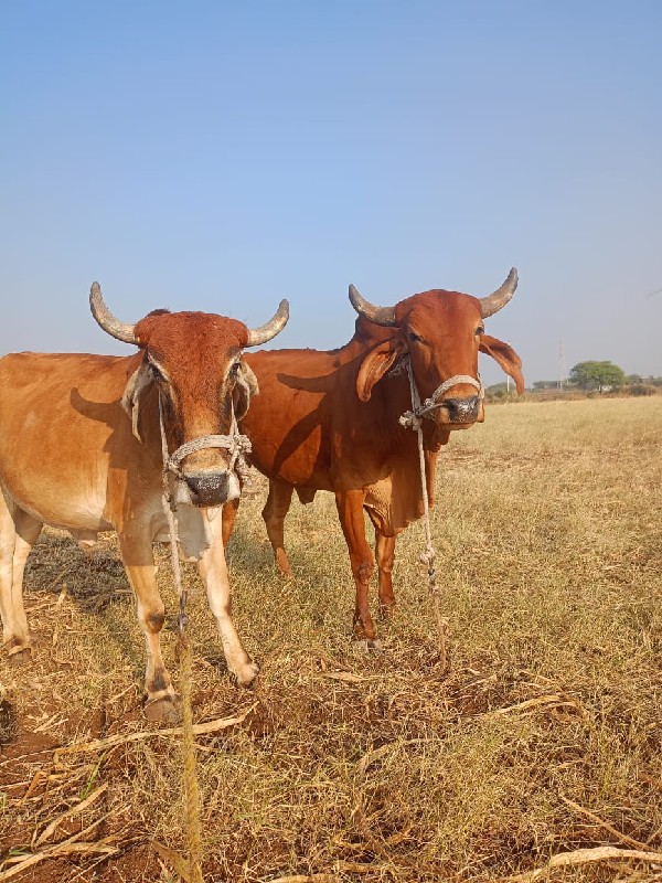 બળદ વેચવાના છે