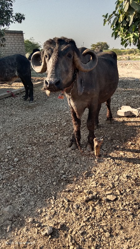 ખળેલી વેચવાની છ...