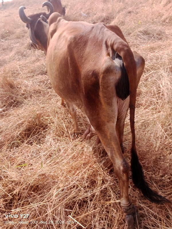 ગાય વેચવાની છે