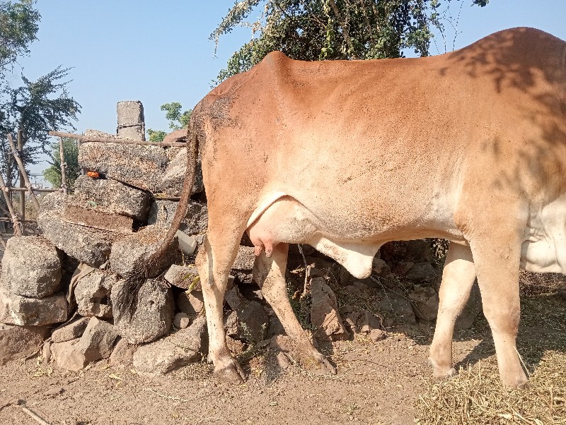 ગાય વેચવાની છે...