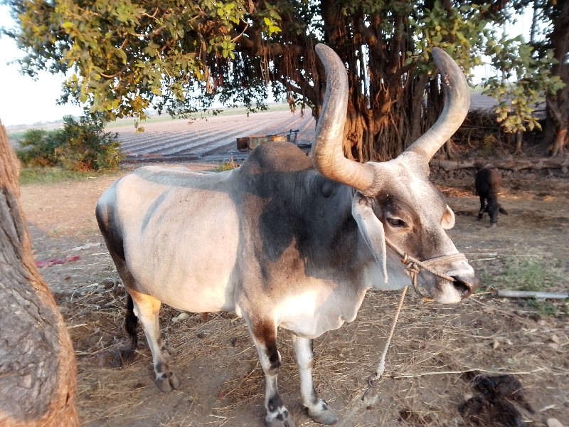 બળદ વેચવાનાછે