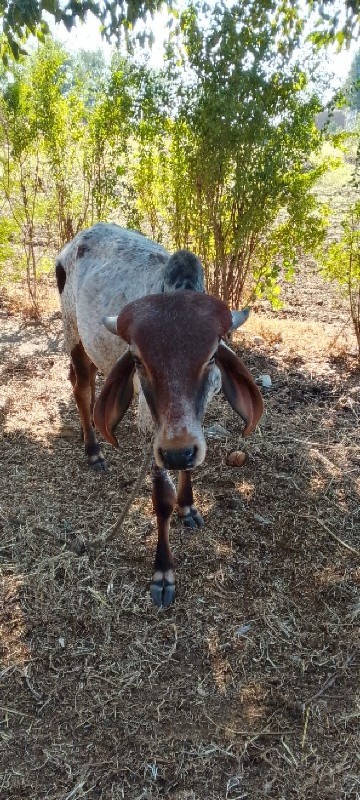 વેચવાનો છે તન વ...