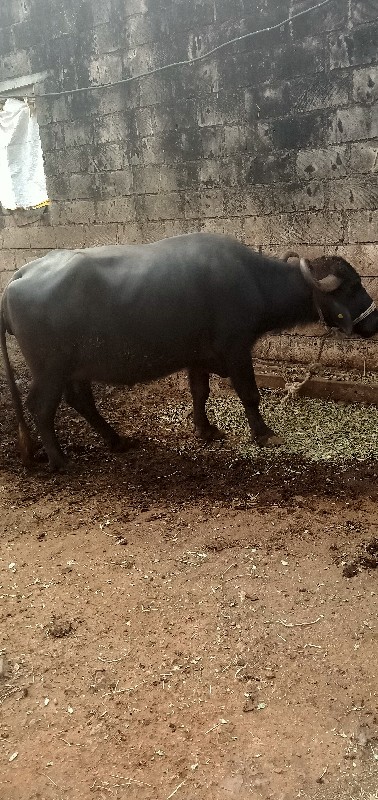 ભેંશ વેચવાની છે