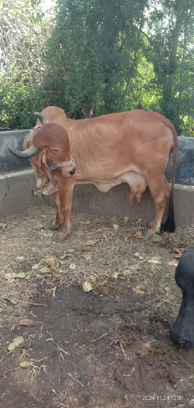 गीरगाय,वेसवानीस...