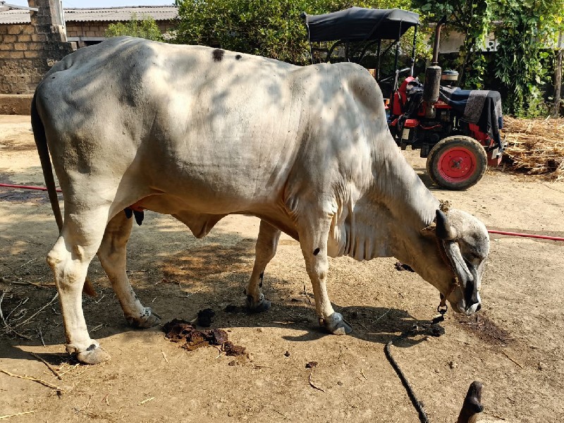 ગાય વેચવાની છે