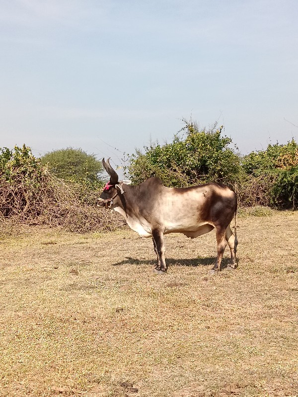 બળદ