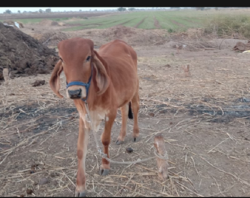 જુડવા છે