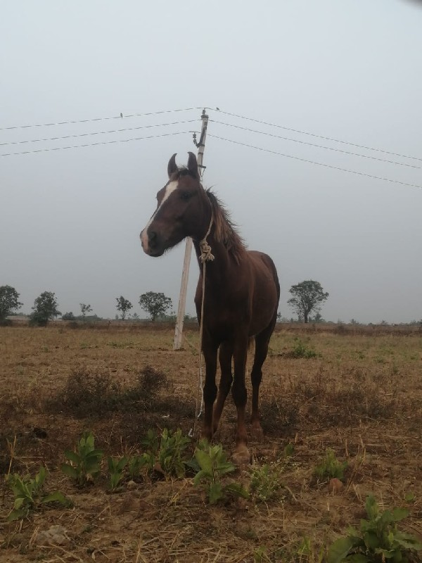 ઘોડો વેચવાનો છે