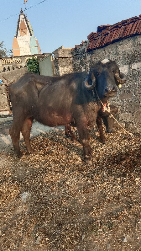 આ ખળેલી વેચવાની...