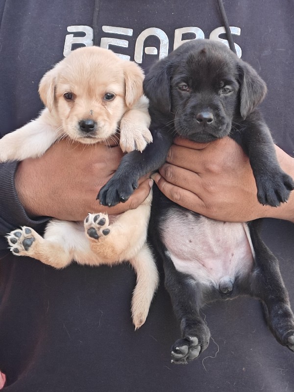 Labrador pup