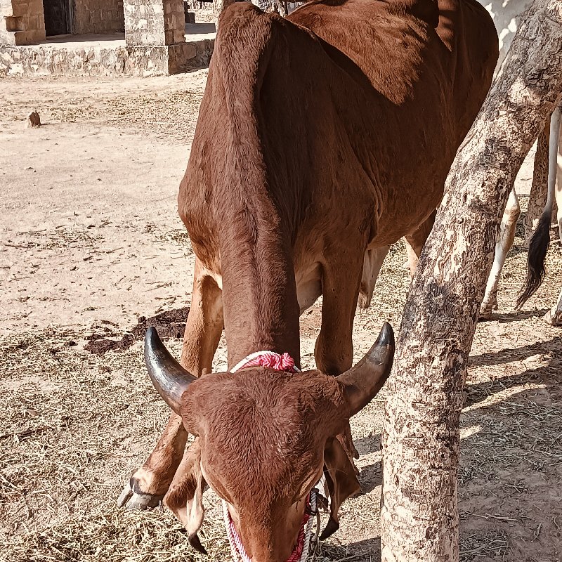 ગોધલા  વેસવાનછે...