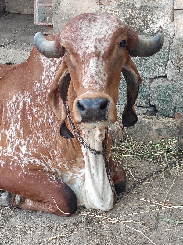 Gaya Swami se