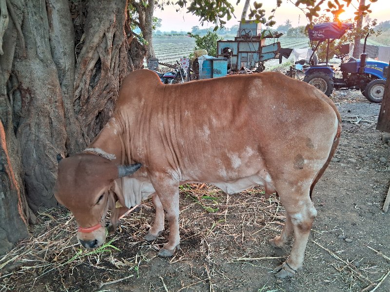 ગીર ગાય વેચવાની...