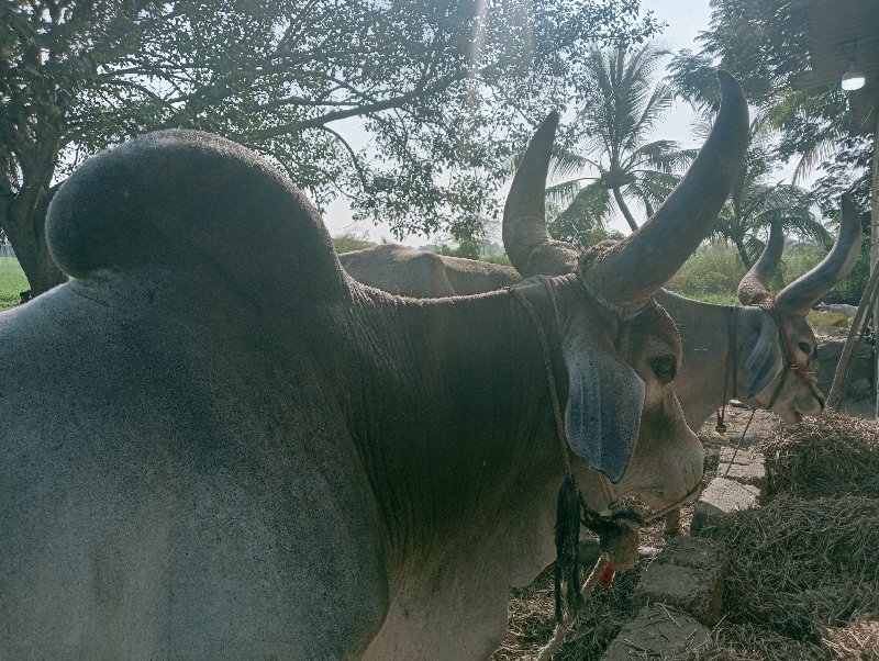 બળદ સે વઢિયાર