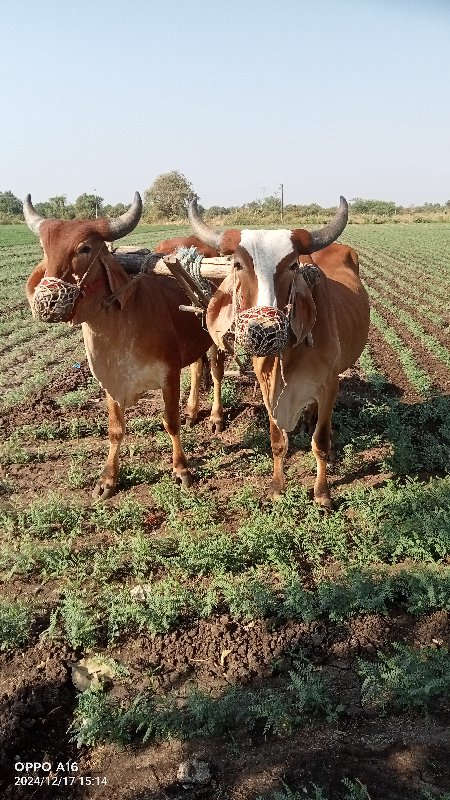 ગોધલા બળદ દેવાન...