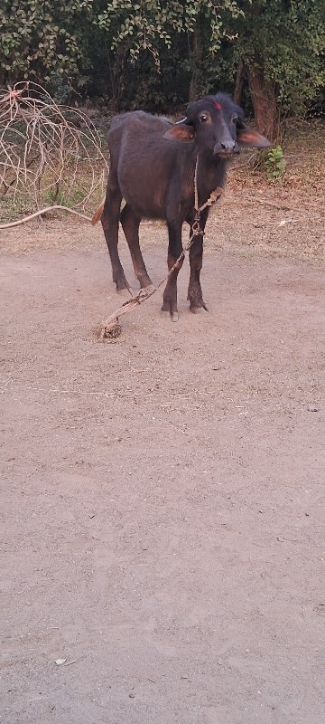 પાડી વેચવાની છે