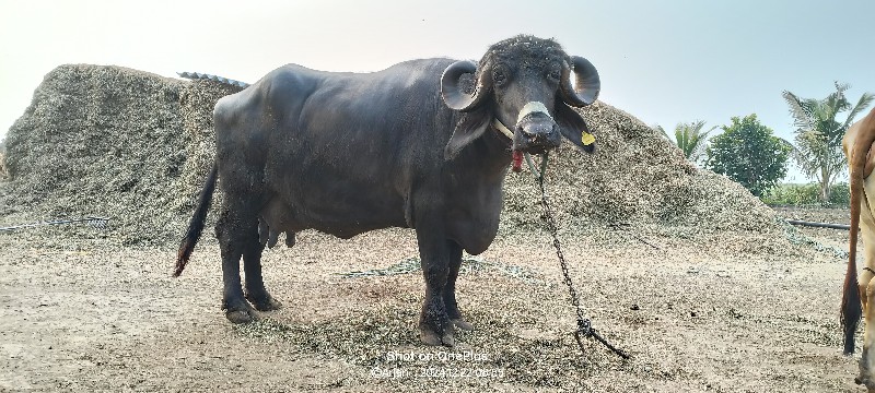 ખડેલી  બીજા વેત...