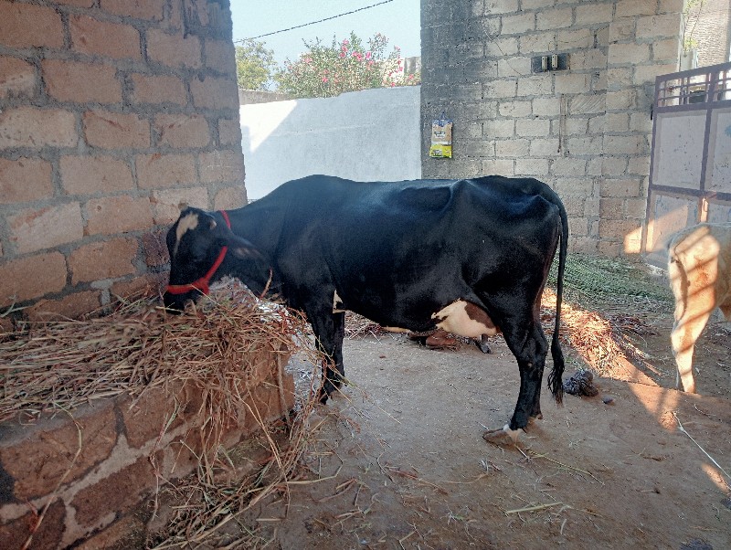 ઓરિજનલ ક્રોષ ગા...