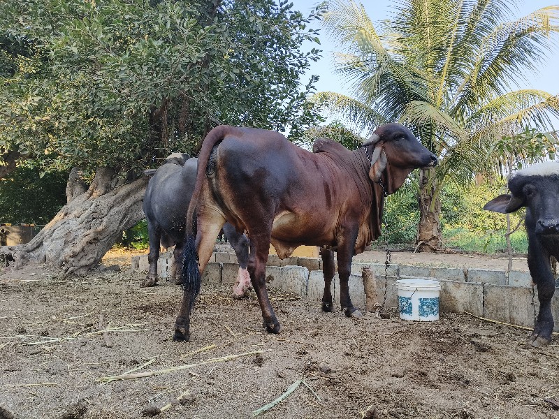 ગીર ગાય વેચવાની...