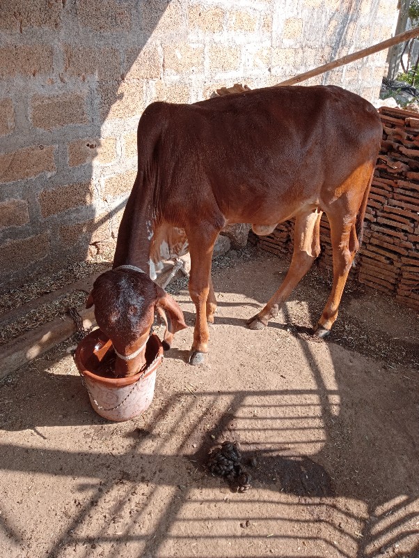 એચડી વેચવાની છે